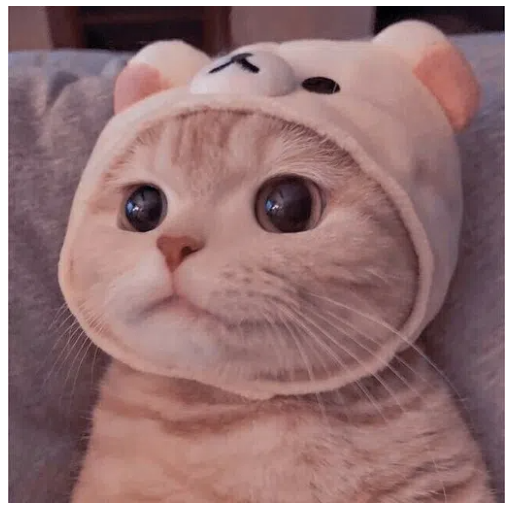 猫猫云